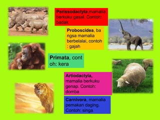Perissodactyla,mamalia
berkuku gasal. Contoh:
badak
Proboscidea, ba
ngsa mamalia
berbelalai, contoh
: gajah
Primata, cont
oh: kera
Artiodactyla,
mamalia berkuku
genap. Contoh:
domba
Carnivora, mamalia
pemakan daging.
Contoh: singa
 