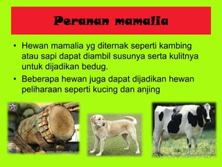 Peranan mamalia
• Hewan mamalia yg diternak seperti kambing
atau sapi dapat diambil susunya serta kulitnya
untuk dijadikan bedug.
• Beberapa hewan juga dapat dijadikan hewan
peliharaan seperti kucing dan anjing
 