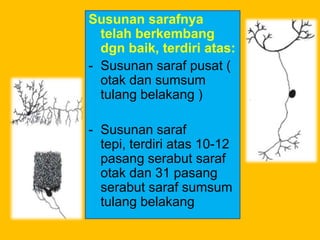 Susunan sarafnya
telah berkembang
dgn baik, terdiri atas:
- Susunan saraf pusat (
otak dan sumsum
tulang belakang )
- Susunan saraf
tepi, terdiri atas 10-12
pasang serabut saraf
otak dan 31 pasang
serabut saraf sumsum
tulang belakang
 