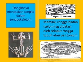 Rangkanya
merupakan rangka
dalam
(endoskeleton)
Memiliki rongga badan
(selom) yg dibatasi
oleh selaput rongga
tubuh atau peritonium
 