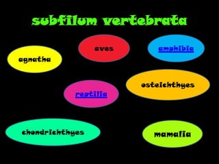 subfilum vertebrata
agnatha
chondrichthyes
reptilia
amphibiaaves
mamalia
osteichthyes
 