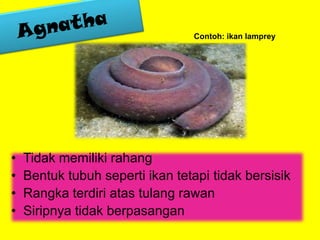 • Tidak memiliki rahang
• Bentuk tubuh seperti ikan tetapi tidak bersisik
• Rangka terdiri atas tulang rawan
• Siripnya tidak berpasangan
Contoh: ikan lamprey
 