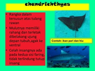 chandrichthyes
• Rangka dalam
tersusun atas tulang
rawan
• Mulutnya memiliki
rahang dan terletak
dibelakang ujung
depan tubuh,agak ke
ventral
• Celah insangnya ada
pada kedua sisi faring,
tidak terlindung tutup
insang
Contoh: ikan pari dan hiu
 