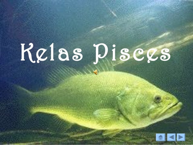 48 Gambar Hewan Kelas Pisces HD Terbaik