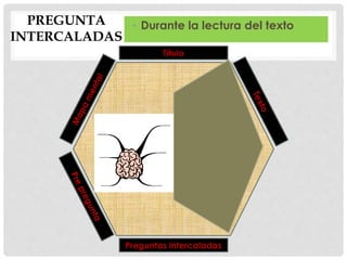 • Durante la lectura del texto
Título
Preguntas intercaladas
PREGUNTA
INTERCALADAS
 