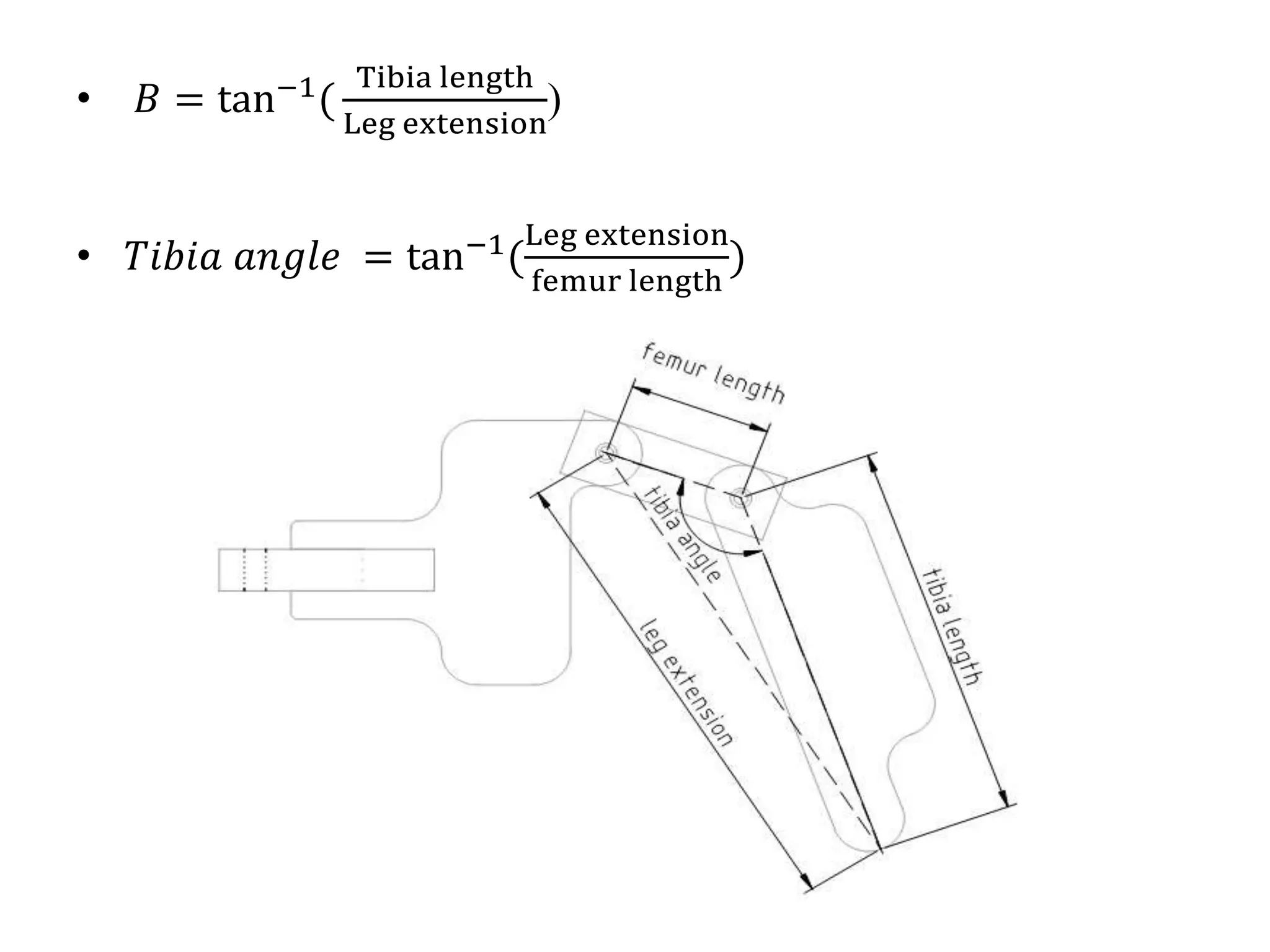 • 𝐵 = tan−1
(
Tibia length
Leg extension
)
• 𝑇𝑖𝑏𝑖𝑎 𝑎𝑛𝑔𝑙𝑒 = tan−1(
Leg extension
femur length
)
 