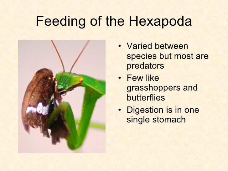 Arthropoda Hexapoda arthropoda-hexapoda