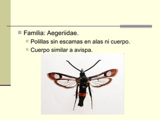  Familia: Aegeriidae.
     Polillas sin escamas en alas ni cuerpo.
     Cuerpo similar a avispa.
 
