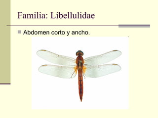 Familia: Libellulidae
 Abdomen corto y ancho.
 