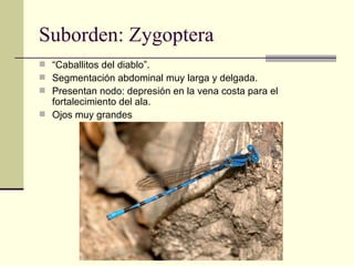 Suborden: Zygoptera
 “Caballitos del diablo”.
 Segmentación abdominal muy larga y delgada.
 Presentan nodo: depresión en la vena costa para el
  fortalecimiento del ala.
 Ojos muy grandes
 