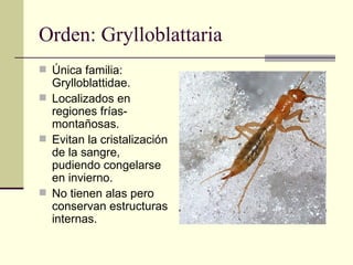 Orden: Grylloblattaria
 Única familia:
  Grylloblattidae.
 Localizados en
  regiones frías-
  montañosas.
 Evitan la cristalización
  de la sangre,
  pudiendo congelarse
  en invierno.
 No tienen alas pero
  conservan estructuras
  internas.
 