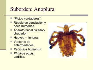 Suborden: Anoplura
 “Piojos verdaderos”.
 Requieren ventilación y
    poca humedad.
   Aparato bucal picador-
    chupador.
   Huevos = liendres.
   Vectores de
    enfermedades.
   Pediculus humanus.
   Phthirus pubis:
    Ladillas.
 