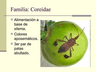 Familia: Coreidae
 Alimentación a
  base de
  xilema.
 Colores
  aposemáticos.
 3er par de
  patas
  abultado.
 