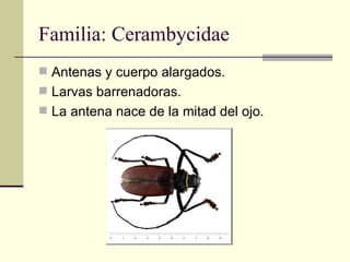 Familia: Cerambycidae
 Antenas y cuerpo alargados.
 Larvas barrenadoras.
 La antena nace de la mitad del ojo.
 