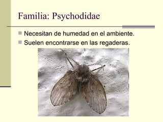 Familia: Psychodidae
 Necesitan de humedad en el ambiente.
 Suelen encontrarse en las regaderas.
 