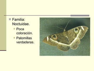  Familia:
  Noctuidae.
     Poca
      coloración.
     Palomillas
      verdaderas.
 