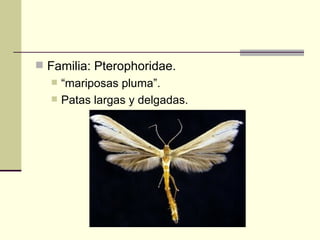  Familia: Pterophoridae.
     “mariposas pluma”.
     Patas largas y delgadas.
 