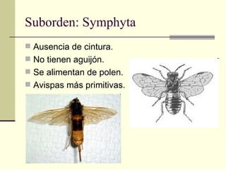 Suborden: Symphyta
 Ausencia de cintura.
 No tienen aguijón.
 Se alimentan de polen.
 Avispas más primitivas.
 