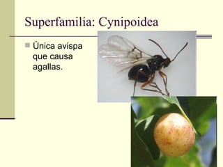 Superfamilia: Cynipoidea
 Única avispa
  que causa
  agallas.
 