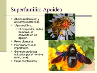 Superfamilia: Apoidea
 Abejas (coloniales) y
    abejorros (solitarios).
   *Apis melífera.
      El ovopositor, en las...