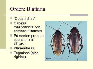 Orden: Blattaria
 “Cucarachas”.
 Cabeza
  masticadora con
  antenas filiformes.
 Presentan pronoto
  que cubre el
  vér...