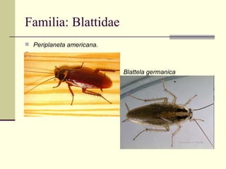 Familia: Blattidae
 Periplaneta americana.


                          Blattela germanica
 