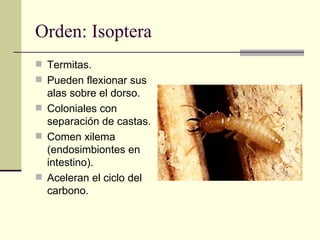 Orden: Isoptera
 Termitas.
 Pueden flexionar sus
  alas sobre el dorso.
 Coloniales con
  separación de castas.
 Comen...