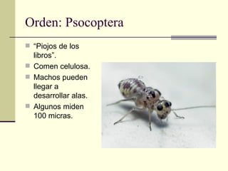 Orden: Psocoptera
 “Piojos de los
  libros”.
 Comen celulosa.
 Machos pueden
  llegar a
  desarrollar alas.
 Algunos m...