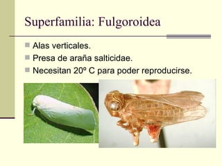 Superfamilia: Fulgoroidea
 Alas verticales.
 Presa de araña salticidae.
 Necesitan 20º C para poder reproducirse.
 