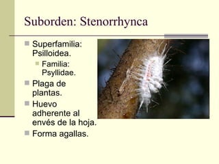 Suborden: Stenorrhynca
 Superfamilia:
  Psilloidea.
     Familia:
      Psyllidae.
 Plaga de
  plantas.
 Huevo
  adher...