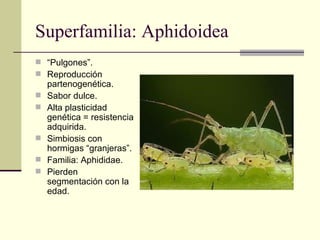 Superfamilia: Aphidoidea
 “Pulgones”.
 Reproducción
    partenogenética.
   Sabor dulce.
   Alta plasticidad
    genét...