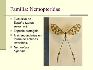 Familia: Nemopteridae
 Exclusivo de
  España (zonas
  serranas).
 Especie protegida
 Alas secundarias en
  forma de ant...