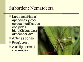 Suborden: Nematocera
 Larva acuática sin
  apéndices y con
  cercos modificados
  con pelos
  hidrofóbicos para
  almacen...