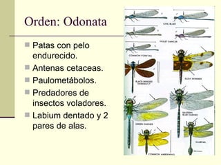 Orden: Odonata
 Patas con pelo
  endurecido.
 Antenas cetaceas.
 Paulometábolos.
 Predadores de
  insectos voladores.
...