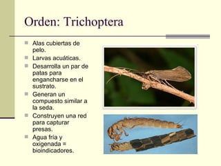 Orden: Trichoptera
 Alas cubiertas de
    pelo.
   Larvas acuáticas.
   Desarrolla un par de
    patas para
    enganch...