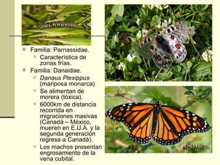  Familia: Parnassidae.
    Característica de
     zonas frías.
 Familia: Danaidae.
    Danaus Plexippus
     (mariposa...