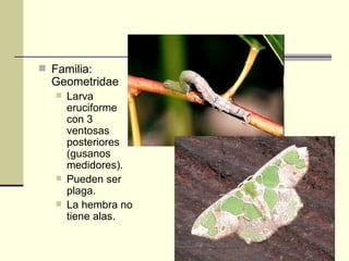 Familia:
  Geometridae
      Larva
       eruciforme
       con 3
       ventosas
       posteriores
       (gusanos
  ...