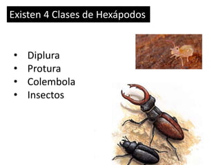 • Diplura
• Protura
• Colembola
• Insectos
Existen 4 Clases de Hexápodos