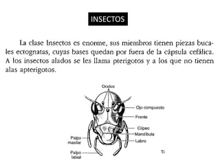 INSECTOS