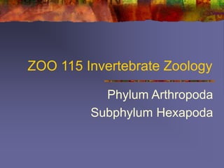 ZOO 115 Invertebrate Zoology
Phylum Arthropoda
Subphylum Hexapoda
 