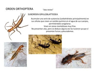 ORDEN ORTHOPTERA           “alas rectas”

            SUBORDEN GRYLLOBLATTODEA
              Acumulan una serie de sustancias (carbohidratos principalmente) en
              sus células que crean un cambio químico en el agua de sus cuerpos,
                                   permitiéndole congelarse.
                             Viven en zonas montañosas muy frías.
              No presentan alas, pero se deduce alguna vez las tuvieron ya que sí
                                presentan furcas y pleurodemas.
 