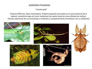 SUBORDEN PHASMIDA
                               “insecto palo”

   Antenas filiformes. Boca masticadora. Protórax pequeño (con patas en la zona proximal de la
   cabeza), mesotórax largo así como metatórax (con patas hasta las zonas distales de ambos).
Peculiar apariencia de una rama/hoja e imitando su comportamiento (mimetizan con su ambiente)
 