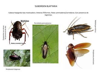 SUBORDEN BLATTARIA

                         Cabeza hipognata tipo masticadora. Antenas filiformes. Patas caminadoras/corredoras. Con presencia de
                                                                        tegminas.




                                                                                                                                                         Blattela germánica.
                                                         Parcoblatta pennsylvanica
Ovopositan sus otecas.
 Sin presencia de alas




                                                                                                                                 Periplaneta americana
                    Periplaneta fuliginosa
 
