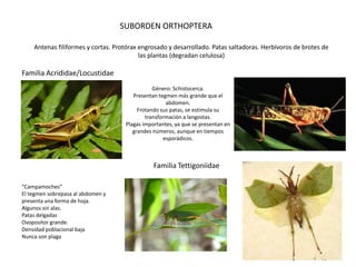 SUBORDEN ORTHOPTERA

    Antenas filiformes y cortas. Protórax engrosado y desarrollado. Patas saltadoras. Herbívoros de brotes de
                                          las plantas (degradan celulosa)

Familia Acrididae/Locustidae
                                               Género: Schistocerca.
                                       Presentan tegmen más grande que el
                                                    abdomen.
                                         Frotando sus patas, se estimula su
                                            transformación a langostas.
                                    Plagas importantes, ya que se presentan en
                                       grandes números, aunque en tiempos
                                                   esporádicos.



                                               Familia Tettigoniidae

“Campamoches”
El tegmen sobrepasa al abdomen y
presenta una forma de hoja.
Algunos sin alas.
Patas delgadas
Ovopositor grande.
Densidad poblacional baja
Nunca son plaga
 