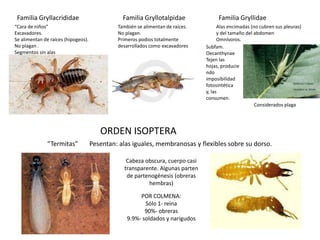 Familia Gryllacrididae                         Familia Gryllotalpidae               Familia Gryllidae
“Cara de niños”                               También se alimentan de raíces.         Alas encimadas (no cubren sus pleuras)
Excavadores.                                  No plagan.                              y del tamaño del abdomen
Se alimentan de raíces (hipogeos).            Primeros podios totalmente              Omnívoros.
No plagan .                                   desarrollados como excavadores    Subfam.
Segmentos sin alas                                                              Oecanthynae
                                                                                Tejen las
                                                                                hojas, producie
                                                                                ndo
                                                                                imposibilidad
                                                                                fotosintética
                                                                                y, las
                                                                                consumen.
                                                                                                       Considerados plaga




                                        ORDEN ISOPTERA
               “Termitas”            Pesentan: alas iguales, membranosas y flexibles sobre su dorso.

                                                  Cabeza obscura, cuerpo casi
                                                 transparente. Algunas parten
                                                  de partenogénesis (obreras
                                                          hembras)

                                                      POR COLMENA:
                                                        Sólo 1- reina
                                                        90%- obreras
                                                 9.9%- soldados y narigudos
 