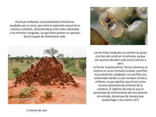 Practican trofalaxia, transmitiéndose feromonas
exudadas por la reina, que evita la expresión sexual de la
colonia y también, alimentándose entre ellas sobretodo
a las termitas narigudas, ya que éstas poseen un aparato
            bucal incapaz de alimentarse solo.




                                                              Las termitas narigudas se vuelven las guías
                                                                a la hora de construir la colmena, ya que
                                                               son quienes deciden cuál será el camino a
                                                                                  abrir.
                                                             La forma ‘arquitectónica’ de las colmenas se
                                                             resume en caras frontales amplias y perfiles
                                                              muy estrechas y delgadas. Los perfiles son
                                                              construidos dando la cara siempre al Este y
                                                               al Oeste, lo que significa que el sol nunca
                                                                   ilumina directamente el frente de la
                                                                 colmena. El objetivo de esto es que el
                                                             porcentaje de enfriamiento del aire caliente
                                                                 de entrada, disminuya de manera que
                                                                      pueda llegar a los menos 10°C


             2 metros de alto
 