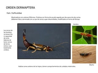 ORDEN DERMAPTERA
    Fam. Forficulidae
            Masticadores con antenas filiformes. Protórax con forma de escudo seguido por dos pares de alas cortas.
            Abdomen libre y terminado con un par de cercos super desarrollados, modificados en forma de fórceps


                                                                                                       Hembra


Los cercos de
las hembras
no tienen filo
ni capacidad
de corte.
Además de
tener cercos
de forma
cónica (casi
totalmente
unidos).




                                                                                                                      Macho
                      Habitan zonas axilares de las hojas y tienen comportamientos de cuidados maternales.
 