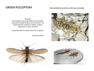ORDEN PLECOPTERA                                         Paulometábolos bentónicos (de baja actividad)




                        “Stonefly”
    Tanto náyade como imago habita en ríos/arrollos.
   Indicador de calidad de agua. (con PHs de 6.9 -7.2)
      Específicamente, habitan en rápidos, donde la
              oxigenación es alta y constante

   Ovopositan sobre las ramas, dentro de un capullo.


                                   Branquias axilares
 