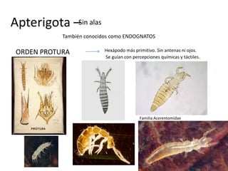Apterigota –Sin alas
            También conocidos como ENDOGNATOS

 ORDEN PROTURA            Hexápodo más primitivo. Sin antenas ni ojos.
                          Se guían con percepciones químicas y táctiles.




                                          Familia Acerentomidae
 