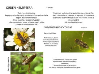 ORDEN HEMIPTERA                                   “Chinces”

                                                     Todos hemimetábolos.                          Presentan scutelum triangular (donde embonan las
                                     Región proximal y media quitinosa (córeo y cúneo) y la       alas) y hemi élitros – siendo el segundo, la manera de
                                                   región distal membranosa                       clasificar a las chinches (alas con venaciones varias o
                                               Pieza bucal tipo picador chupador                                        sin venación)
                                         Labro como tubo, unido a hipofaringe y labios                             100 familias diferentes.
                                                  Alimento: fluidos corporales
                                                                                      SUBORDEN HYDROCORIZAE                                  acuáticos
Chinche asesina- chupa hasta matar




                                                                                      Fam. Corixidae

                                                                                       Noto obscuro, dorso
                                                                                     claro. Patas nadadoras.
                                                                                    Primeras patas captoras.
                                                                                      Rápidas en el nado y
                                                                                        capaces de volar.
                                       Fam. Notonexidae




                                                                                                   “nadan de dorso” – tráqueas anales
                                                                                                   Segmentación abdominal dispareja.
                                                                                                              Predadores.
                                                                                                   Considerados plagas en acuicultura.
                                                                                              Los matan con Diesel, contaminando las aguas
 
